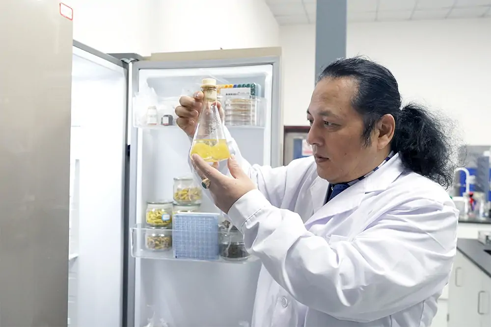 菌株