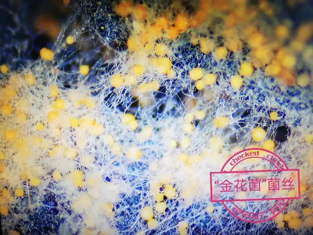 北极宫融资成功,金花菌产业闪耀资本舞台 北极宫融资成功,金花菌产业闪耀资本舞台