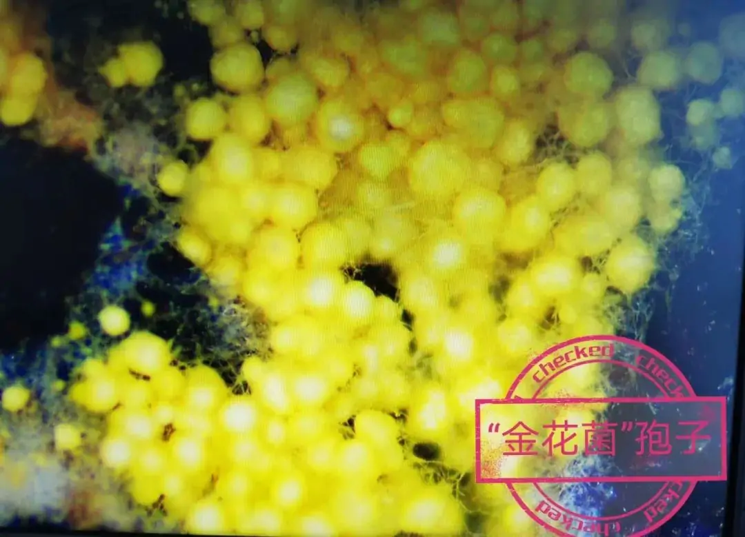 北极宫融资成功,金花菌产业闪耀资本舞台 北极宫融资成功,金花菌产业闪耀资本舞台